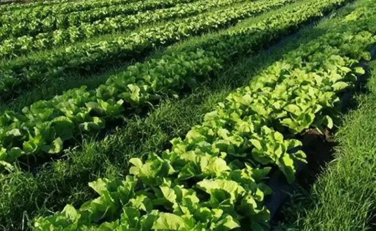 Farmers hands planting