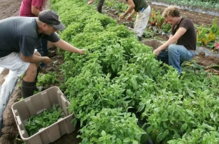 Box of seasonal produce